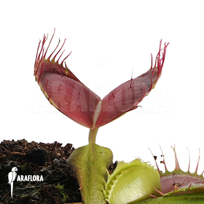 Dionaea muscipula ‚Bloody square‘