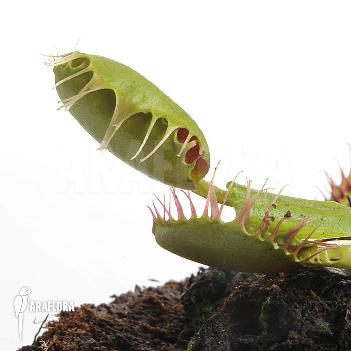 Dionaea muscipula ‚Bloody square‘
