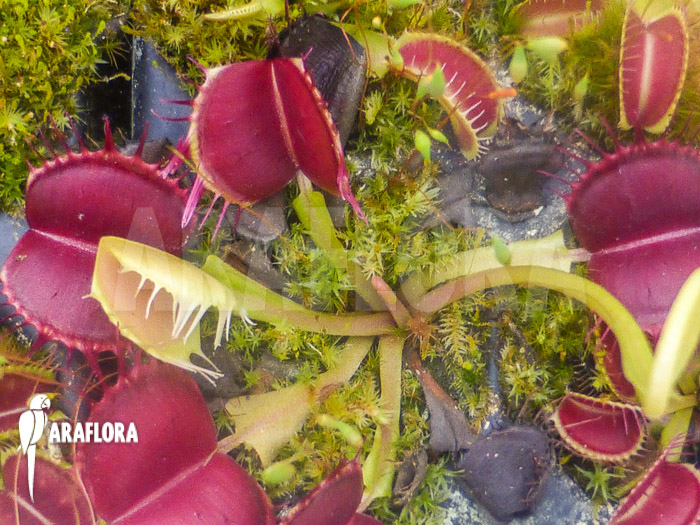 Dionaea muscipula ‚Bloody square‘ Starter