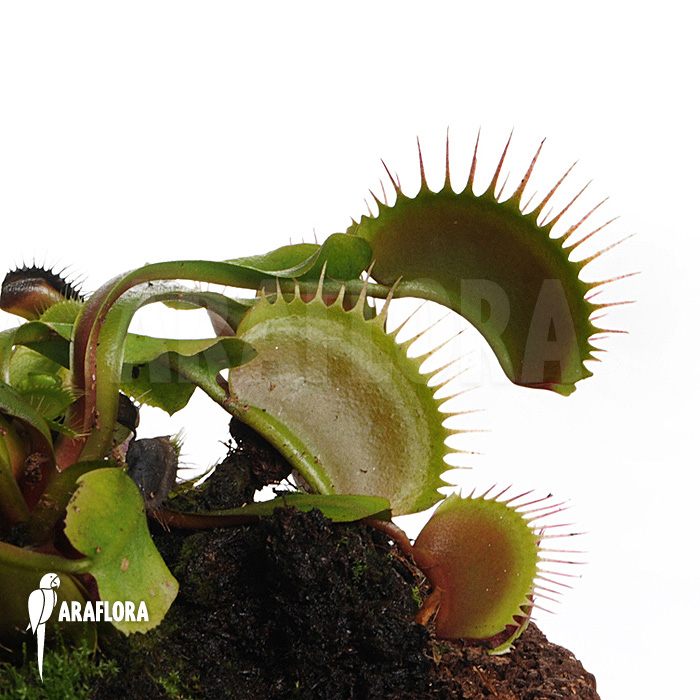Dionaea muscipula ‚Bronco‘