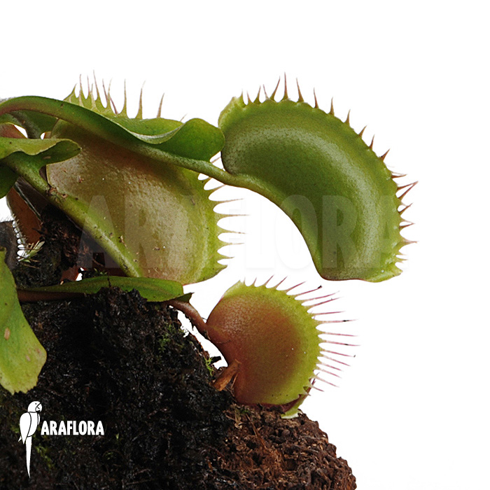 Dionaea muscipula ‚Bronco‘