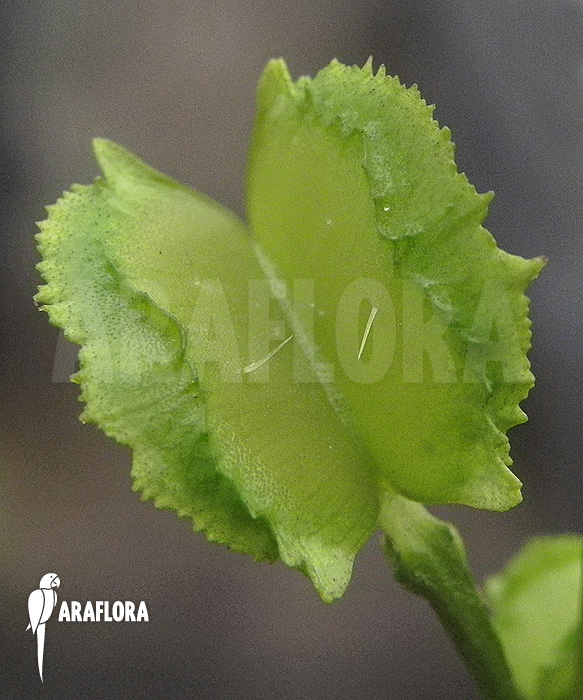 Dionaea muscipula ‚Chacho‘