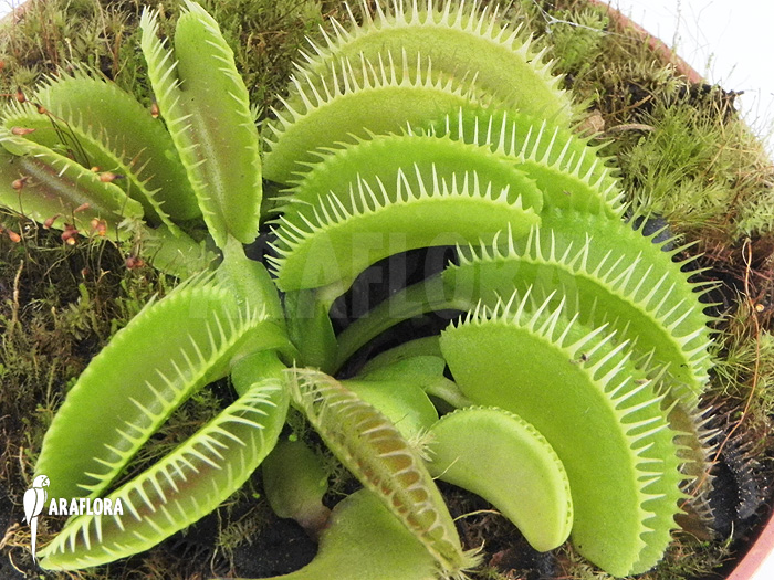 Dionaea muscipula ‚Cluster traps‘ ‚L‘