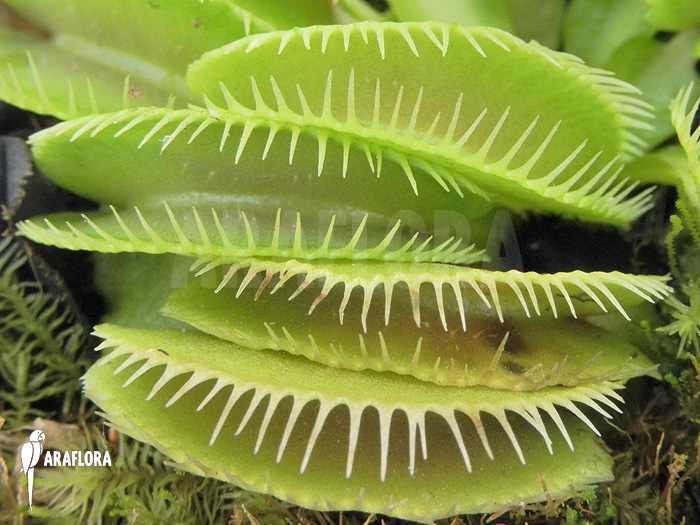 Dionaea muscipula ‚Cluster traps‘ ‚L‘