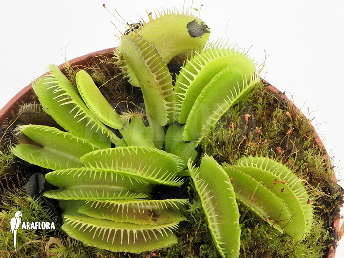 Dionaea muscipula ‚Cluster traps‘ ‚L‘