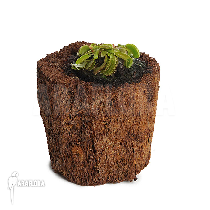 Dionaea muscipula ‚Cluster traps‘ ‚M‘