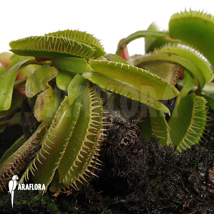 Dionaea muscipula ‚Cluster traps‘ ‚M‘