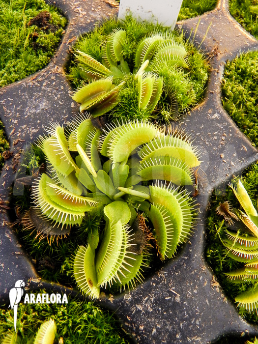 Dionaea muscipula ‚Cluster traps‘ example