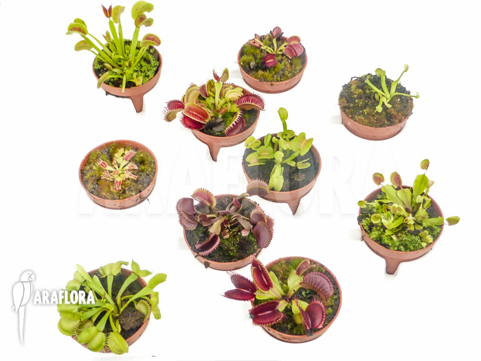 Dionaea muscipula ‚Collectors Package‘