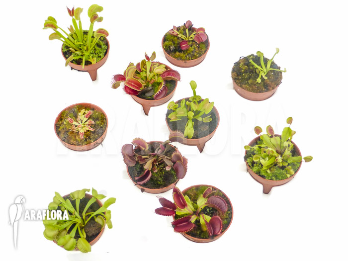Dionaea muscipula ‚Collectors Package‘