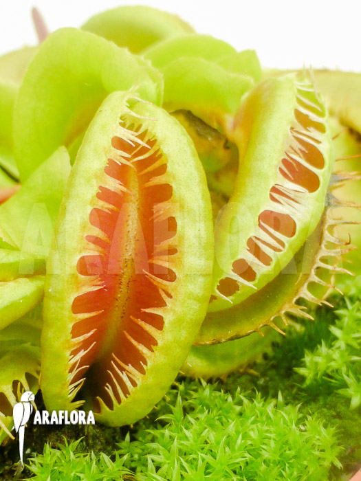Dionaea muscipula ‚Crested Jaws Smiley‘