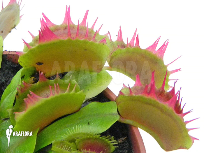 Dionaea muscipula ‚Crispy sun‘