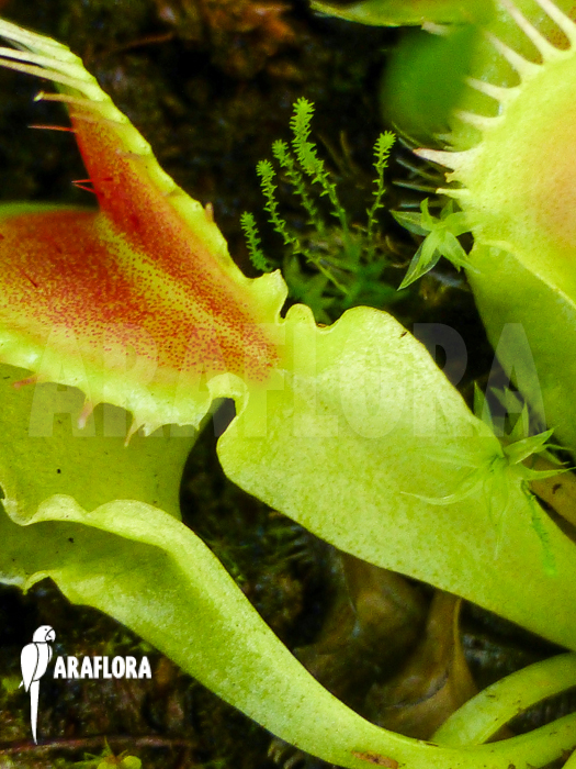 Dionaea muscipula Crocodile Starter