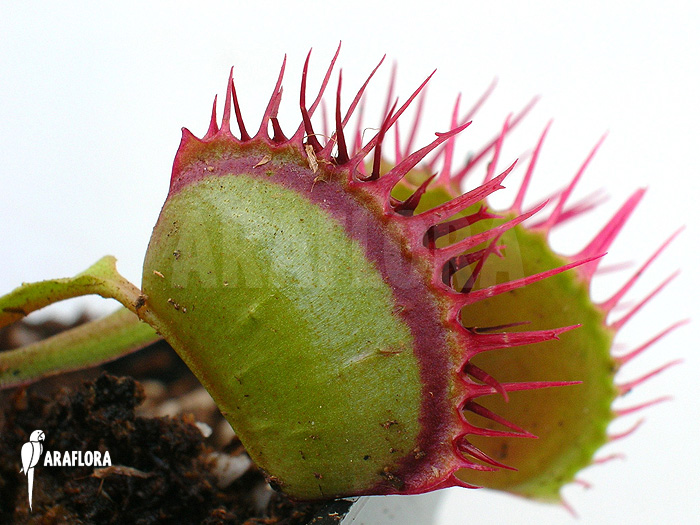 Dionaea muscipula ‚Cropped teeth‘