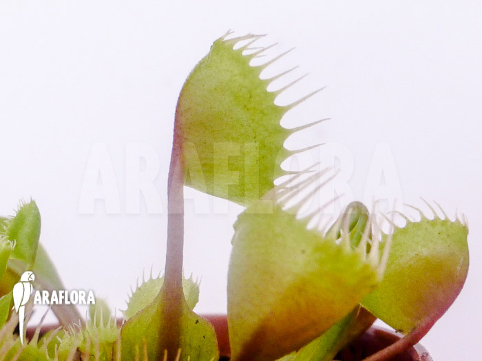 Dionaea muscipula ‚Cup trap‘