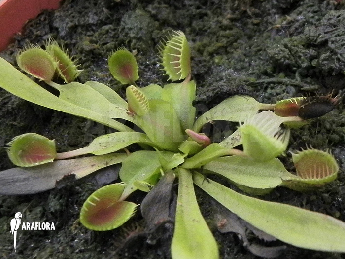 Dionaea muscipula ‚Cup trap‘