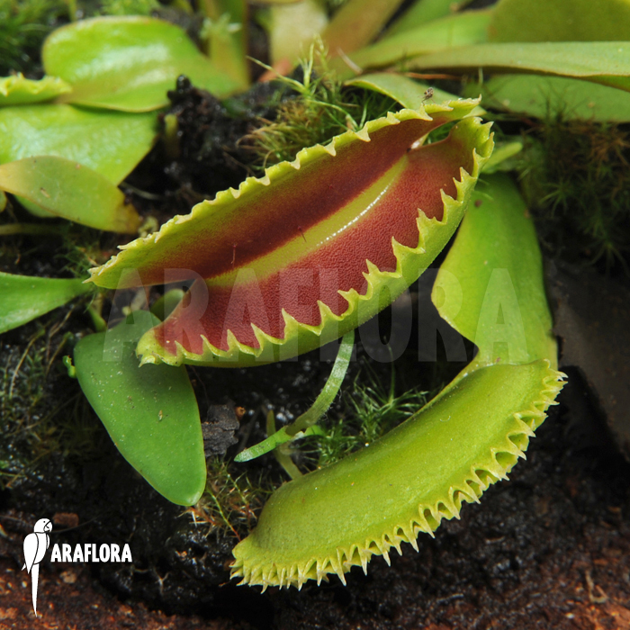 Dionaea muscipula ‚Dentate‘