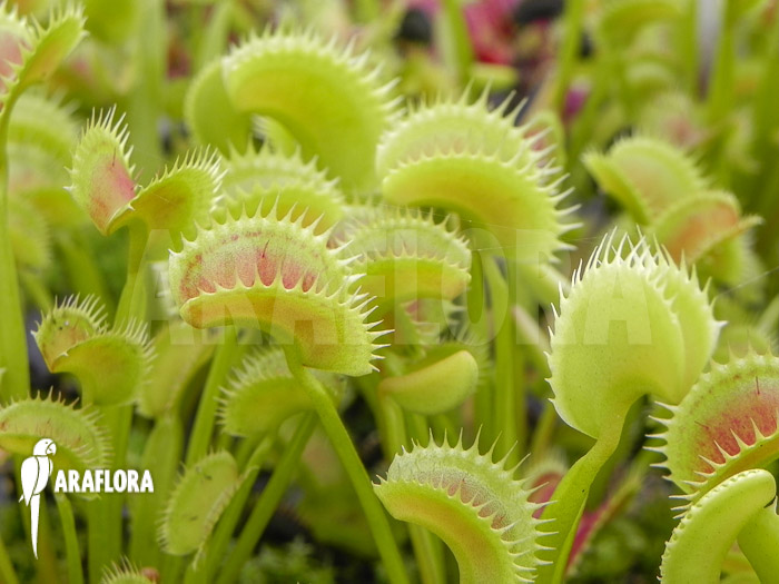 Dionaea muscipula ‚Dentate‘