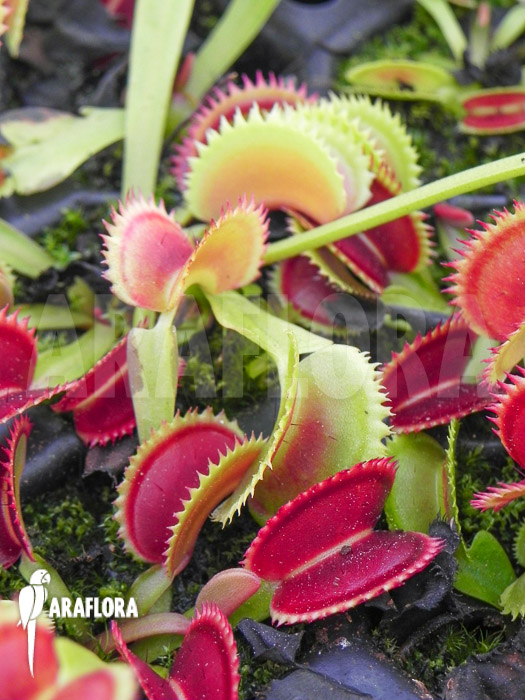 Dionaea muscipula ‚Dentate‘ Starter