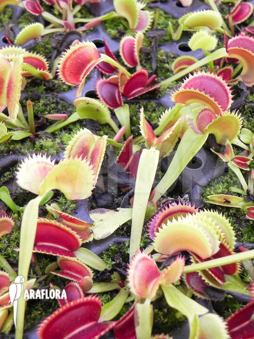 Dionaea muscipula ‚Dentate‘ Starter