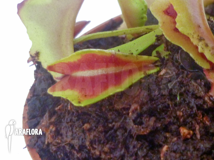 Dionaea muscipula Diamond Ace