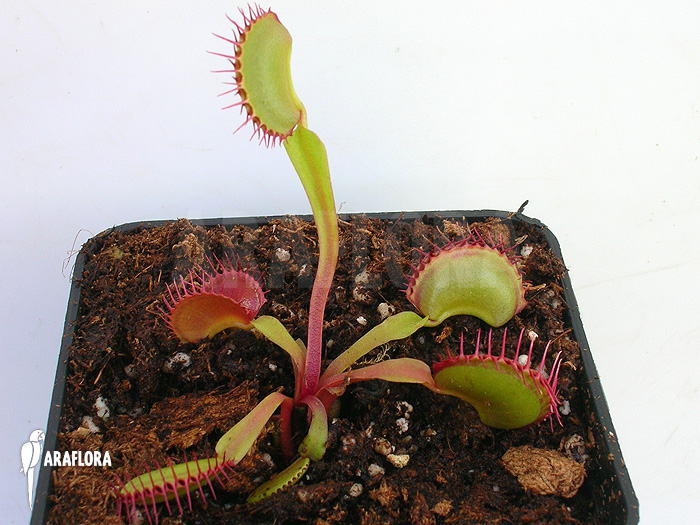 Dionaea muscipula ‚Dingley giant‘
