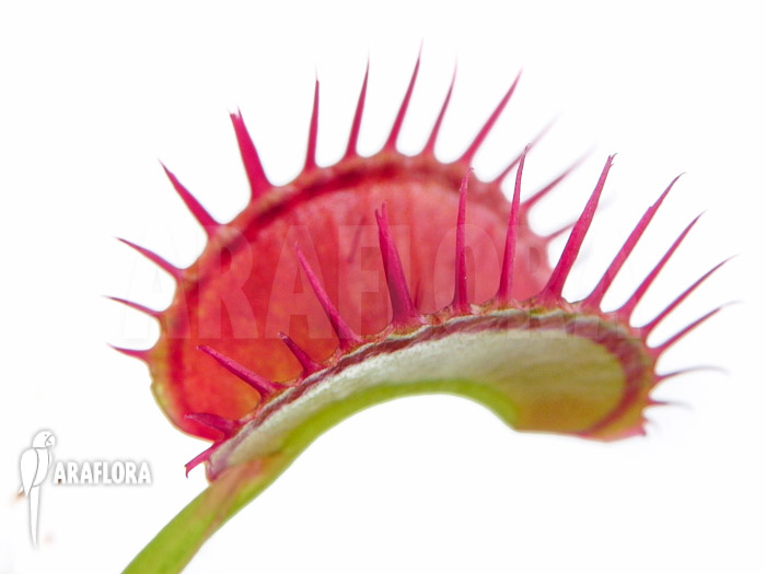 Dionaea muscipula ‚Dingley giant‘