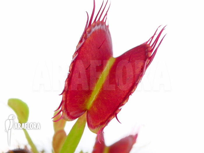 Dionaea muscipula ‚Dingley giant‘