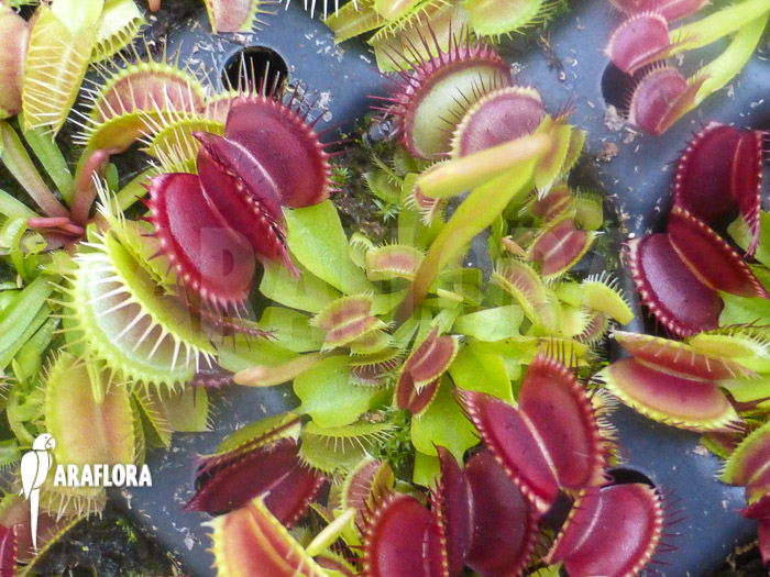 Dionaea muscipula ‚Dingley giant‘ ‚Starter‘