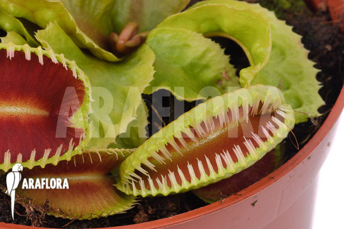 Dionaea muscipula ‚Dino‘