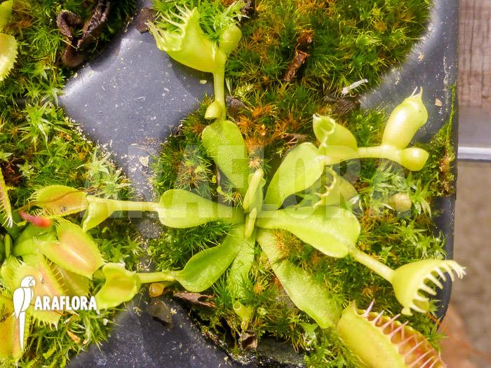 Dionaea muscipula Double trouble starter