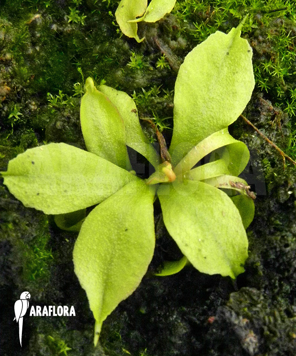 Dionaea muscipula ‚Dr No Trap‘