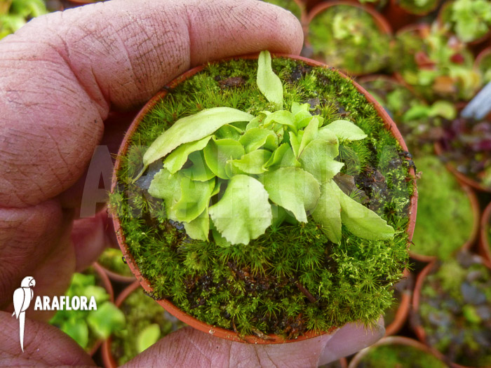 Dionaea muscipula ‚Dr No Trap‘