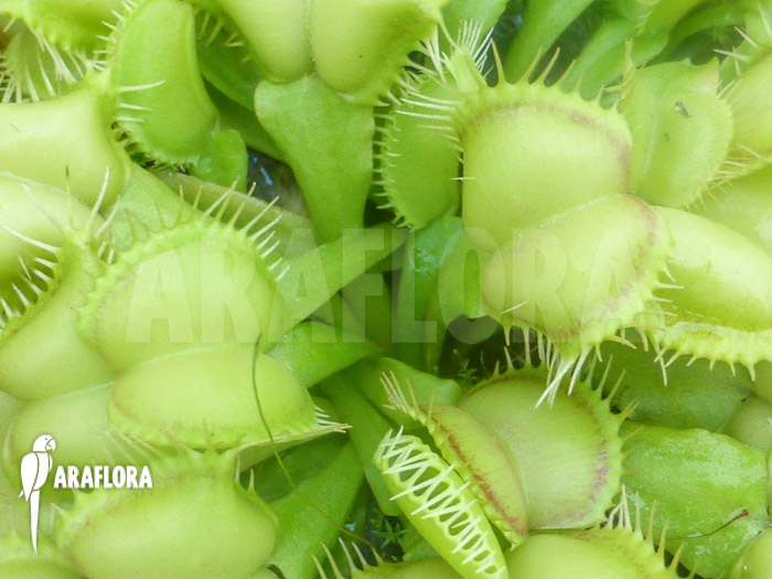 Dionaea muscipula ‚Fireline‘