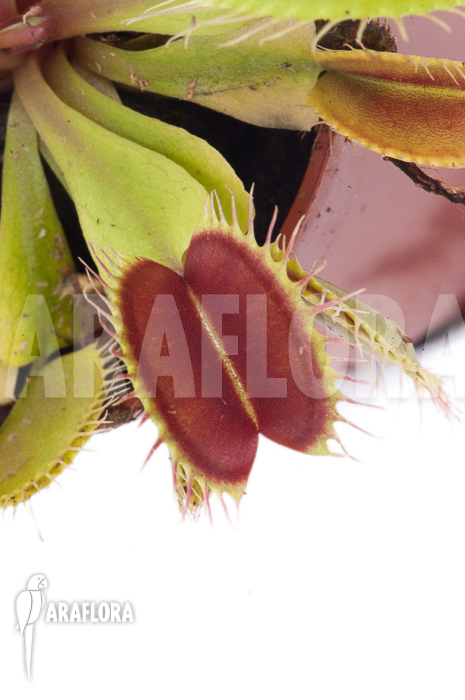 Dionaea muscipula ‚Flexx‘