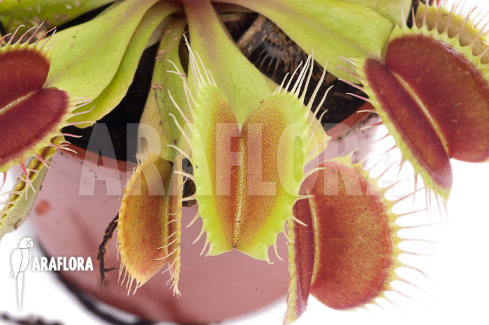 Dionaea muscipula ‚Flexx‘
