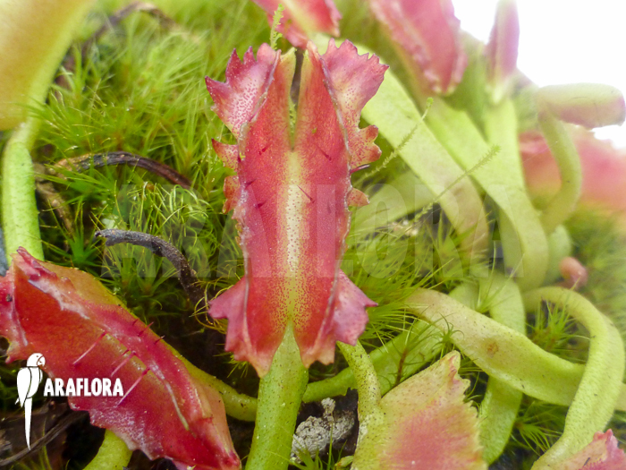 Dionaea muscipula ‚Freaky Star‘