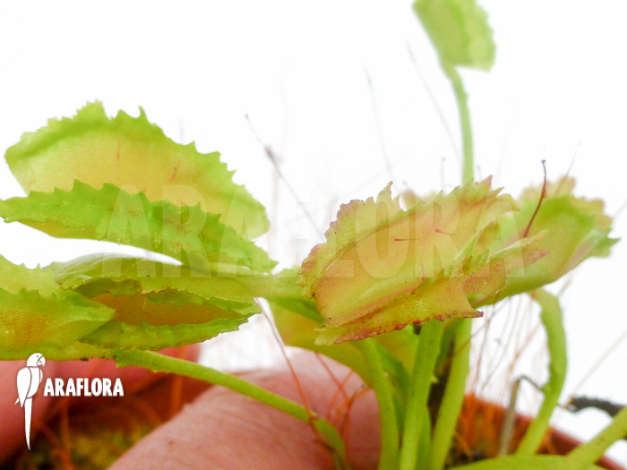 Dionaea muscipula ‚Freaky Star‘