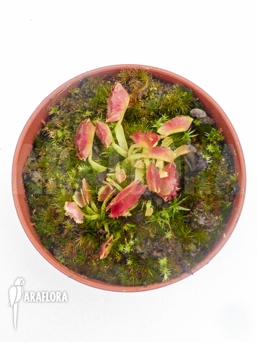 Dionaea muscipula Freaky Star Starter