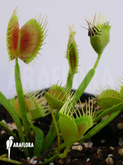 Dionaea muscipula ‚Funnel trap‘