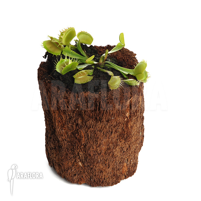 Dionaea muscipula ‚Fused tooth‘