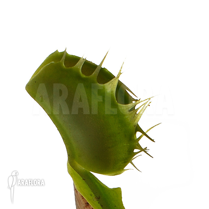 Dionaea muscipula ‚Fused tooth‘