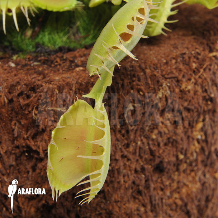 Dionaea muscipula ‚Fuzed tooth B‘