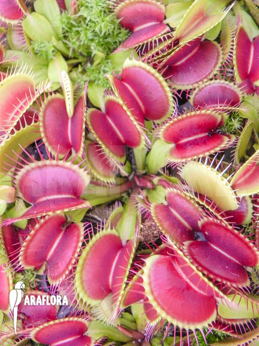 Dionaea muscipula  ‚Fuzzy trap‘