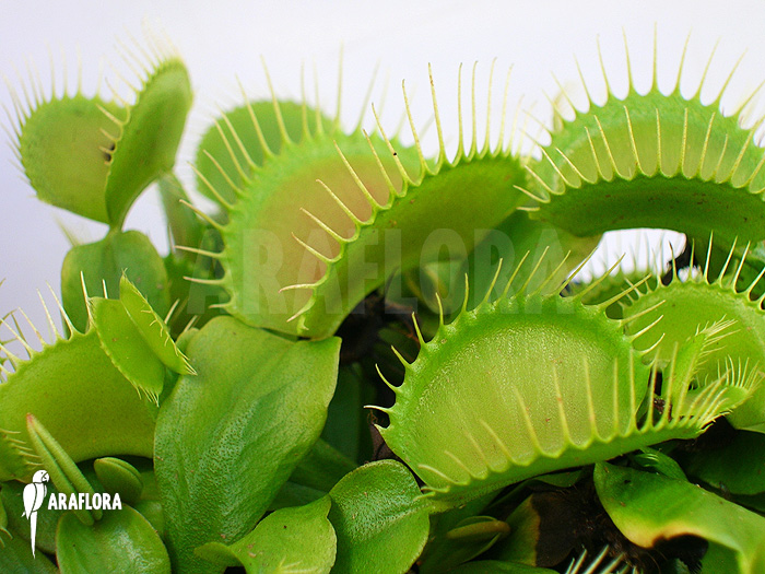 Dionaea muscipula ‚G16 Slack’S giant‘