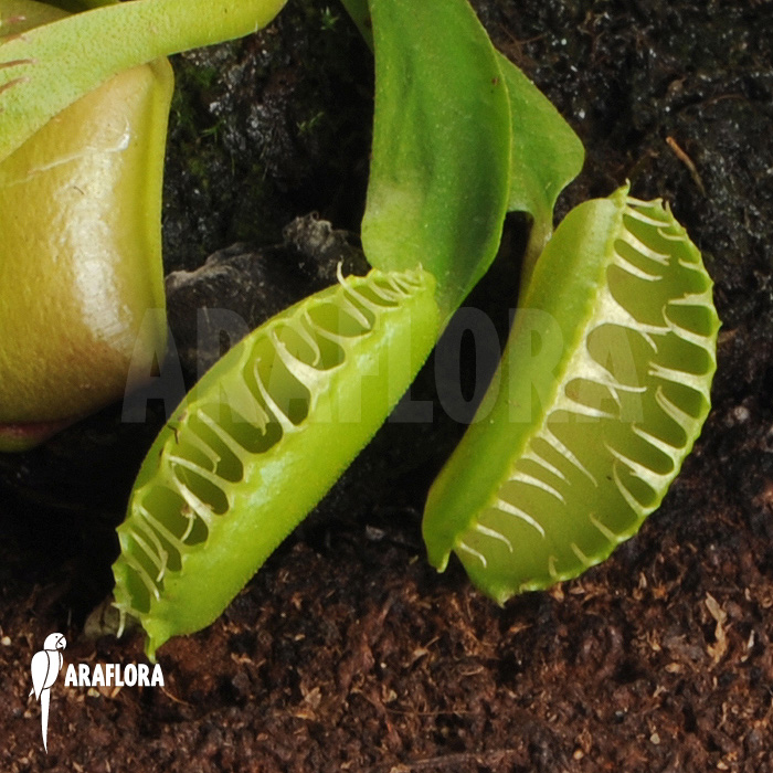 Dionaea muscipula ‚Galaxy‘