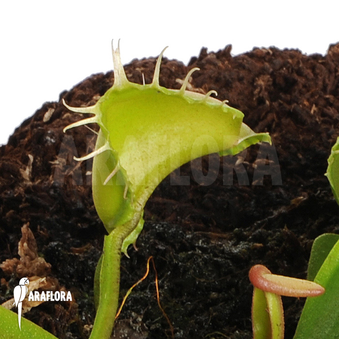 Dionaea muscipula ‚Galaxy‘