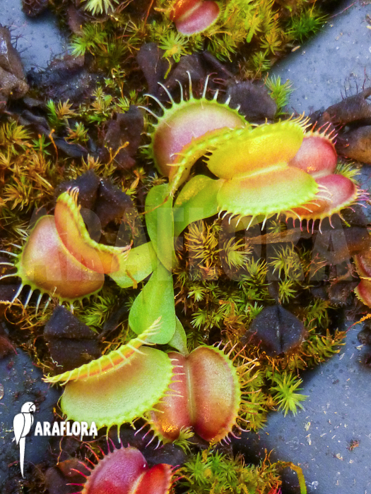 Dionaea muscipula ‚Galaxy‘ example no Starter