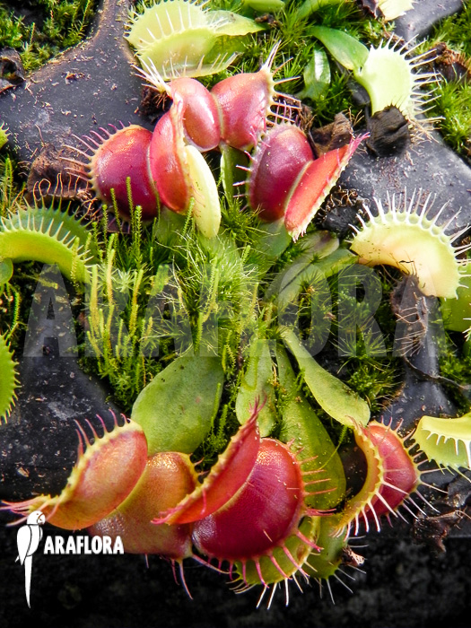 Dionaea muscipula ‚Galaxy‘ Starter