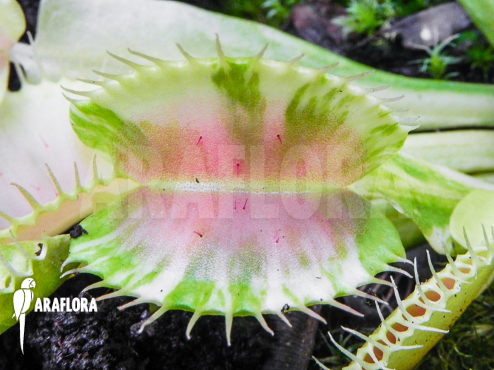Dionaea muscipula ‚Green snow‘